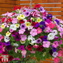 Nurseryman's Choice Petunia Collection
