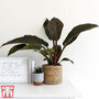 Philodendron 'Imperial Red'