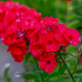 Phlox paniculata x arendsii 'Miss Mary'