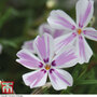 Phlox subulata 'Candy Stripe'