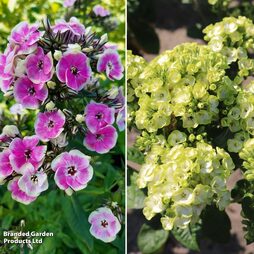 Phlox paniculata 'Orchid Duo'