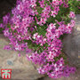 Phlox subulata 'McDaniels Cushion'