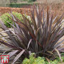 Phormium 'Bronze Baby'