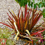 Phormium 'Rainbow Queen'