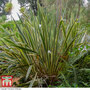 Phormium tenax 'Variegatum'