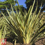 Phormium 'Yellow Wave'