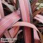 Phormium 'Evening Glow'