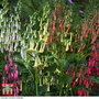 Phygelius 'Colorburst Collection'