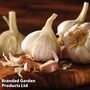 Garlic 'Picardy Wight' (Spring Planting)