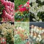 Nurseryman's Choice Pieris