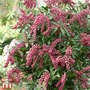 Pieris japonica 'Passion'