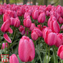 Tulip 'Pink Giant'