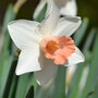 Narcissus 'Pink Pride'