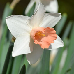 Narcissus 'Pink Pride'