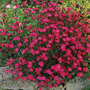 Dianthus deltoides 'Brilliancy' - Seeds