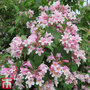 Kolkwitzia amabilis 'Pink Cloud'