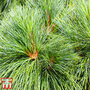 Pinus strobus 'Blue Shag'