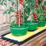 Garden Essentials - Plant Halos