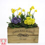 Pre-planted mixed Narcissus and Primrose Pot