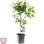 Plum Duo Patio Fruit Trees
