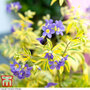 Polemonium 'Golden Feathers'