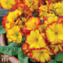 Polyanthus 'Firecracker'