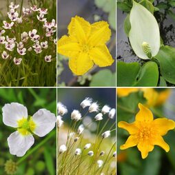 Nurseryman's Choice Pond Plants For Beginners