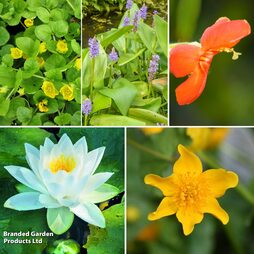 Nurseryman's Choice Pond Collection with Lily