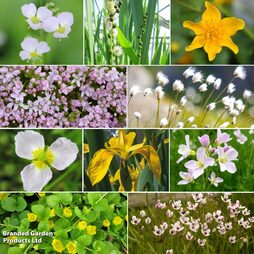 Nurseryman's Choice Marginal Pond Plant