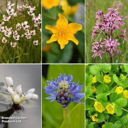 Nurseryman's Choice Miniature Pond Collection Deep Water