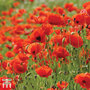 Poppy (Wild) - Seeds