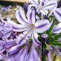 Agapanthus 'Poppin' Star'