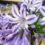 Agapanthus 'Poppin' Star'