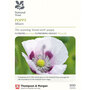 Poppy 'Album' - National Trust Seeds