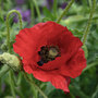 Poppy 'Brilliant'