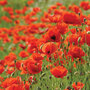 Poppy (Wild) - Seeds