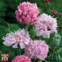 Poppy 'Tallulah Belle Blush' - Kew Collection Seeds
