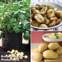 Potato Growers Collection