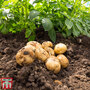 Potato 'Home Guard'