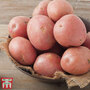 Potato 'Setanta'