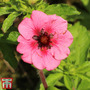 Potentilla nepalensis 'Miss Wilmott'