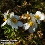Potentilla fruiticosa 'Tilford Cream'