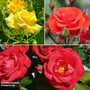 Rose 'Precious' Trio (Floribunda Rose) - Gift