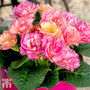 Primrose 'Amore'