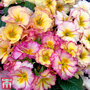 Primrose 'Amore'