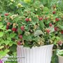 Raspberry 'Little Sweet Sister'