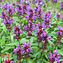 Prunella grandiflora ?Violet-Flowered?