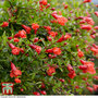 Dwarf Pomegranate Plant - House Plant Seeds