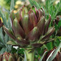 Artichoke 'Italian Purple' - Seeds