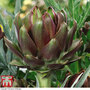 Artichoke 'Italian Purple' - Seeds